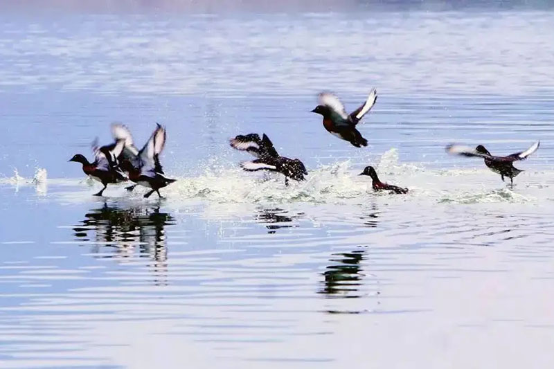 南充太和白鷺風(fēng)景區(qū) 南充太和白鷺風(fēng)景區(qū).jpg