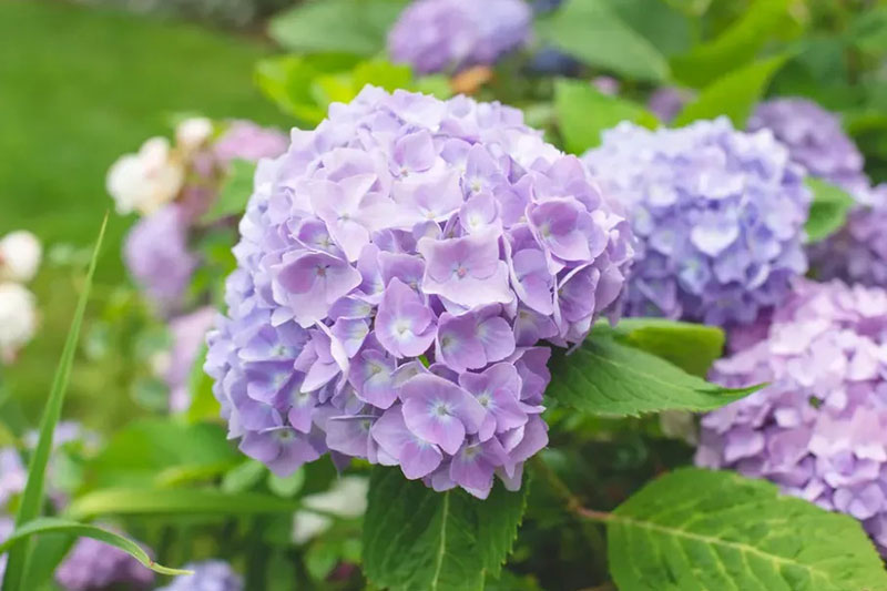 繡球花 繡球花.jpg
