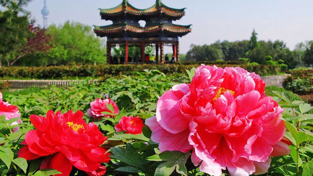 洛陽國際牡丹園 洛陽國際牡丹園.jpg