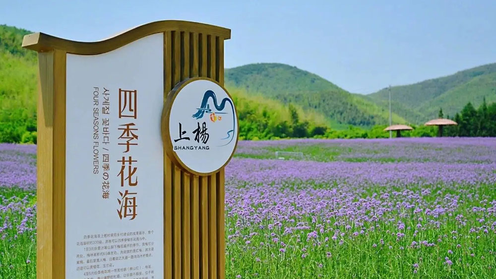 上楊村花海 上楊村花海.jpg