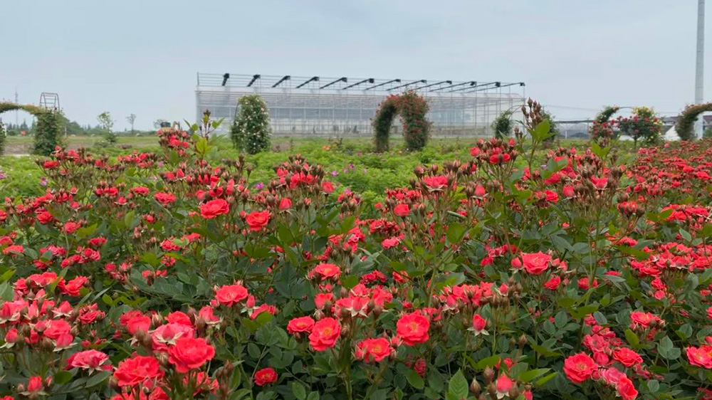 盛佰儷玫瑰園 盛佰儷玫瑰園.jpg