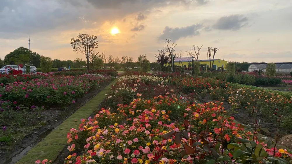 盛佰儷玫瑰園區(qū) 盛佰儷玫瑰園區(qū).jpg