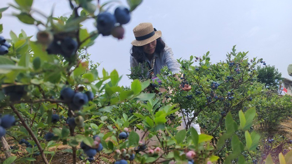 安徽：郎溪縣2024藍(lán)莓文化旅游節(jié)正式開(kāi)幕，加快推進(jìn)農(nóng)村一、二、三產(chǎn)業(yè)融合發(fā)展！